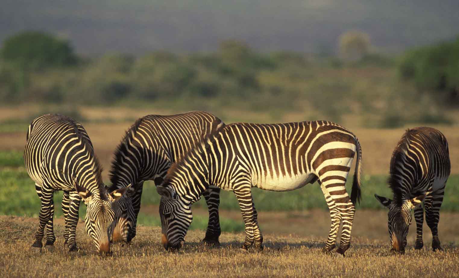 Parques Naturales de Sudáfrica Parques Naturales de Sudáfrica